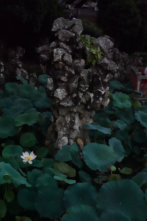 盧廉若公園的假山石。人民網(wǎng) 唐佳 攝