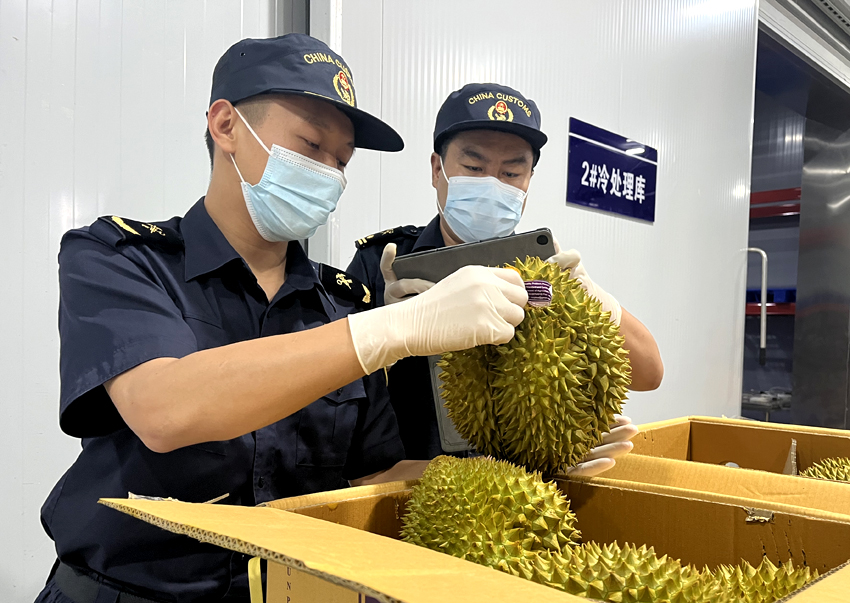 磨憨鐵路口岸綜合性指定監(jiān)管場地水果查驗區(qū)內(nèi)，海關(guān)關(guān)員正在查驗進口榴蓮。勐臘海關(guān)供圖