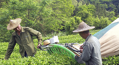 福建順昌：採摘巖茶