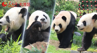 澳門微視：大熊貓·小可愛
